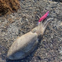 コウイカ！良型！