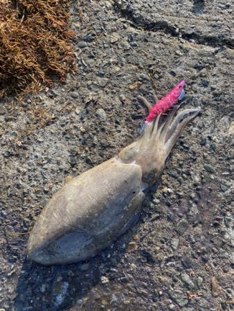 コウイカ！良型！