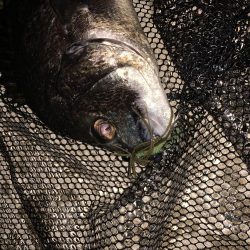 ナイトチニング