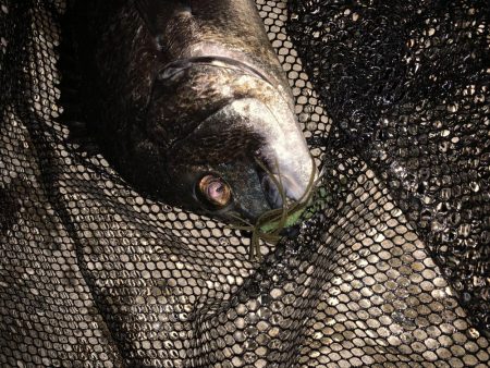 ナイトチニング