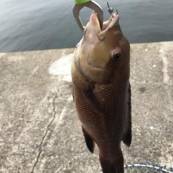 チヌ狙いに外道のカンダイ