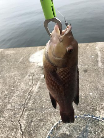 チヌ狙いに外道のカンダイ