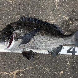 イチノ兄弟、釣果！