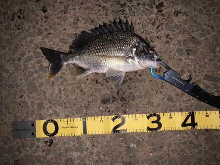 雨上がりのウキ釣り