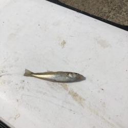 アジ発見！中アジをツヌケでゲット！