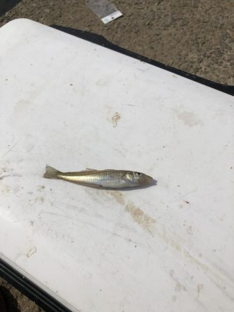 アジ発見！中アジをツヌケでゲット！