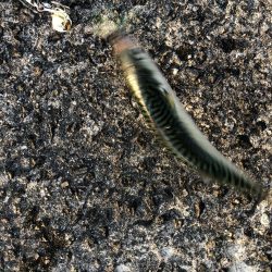 サバ時々ツバス