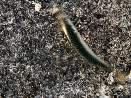 サバ時々ツバス