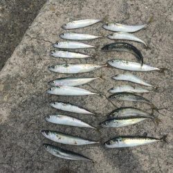 無ハマチ無限サバ