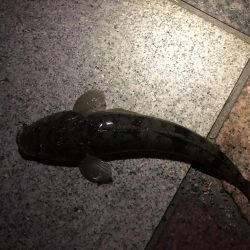 チニングでマゴチ