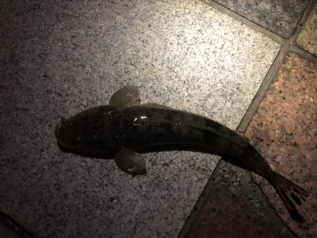 チニングでマゴチ