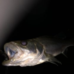 円山川シーバス