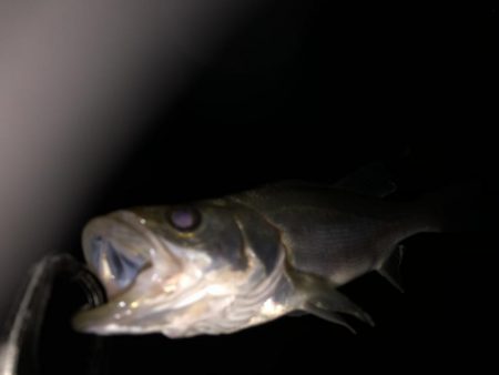 円山川シーバス