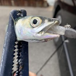 海が賑わって来た〜