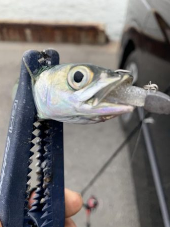 海が賑わって来た〜