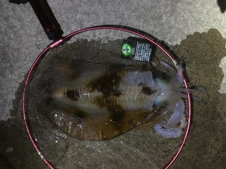 ヤエンでアオリイカ ゲット