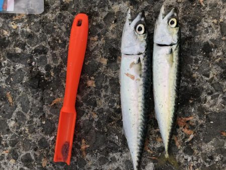 豆とサバイバル