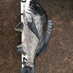 イチノ兄弟、釣果!