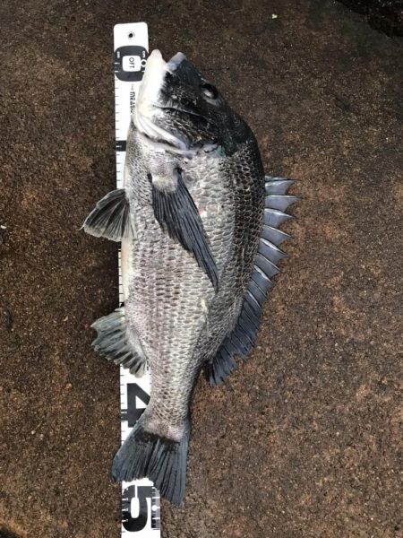 イチノ兄弟、釣果!