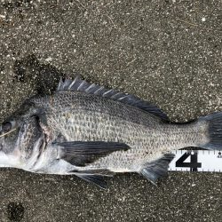 イチノ兄弟、釣果!