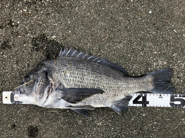 イチノ兄弟、釣果!