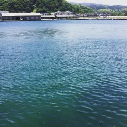 春アオリ？エギング釣果