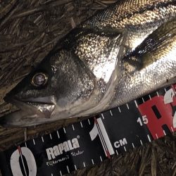 円山川シーバス