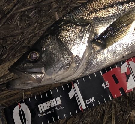 円山川シーバス