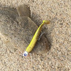 ワームが効く?マゴチ釣果