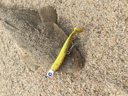 ワームが効く?マゴチ釣果