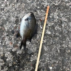 豆アジが到来。