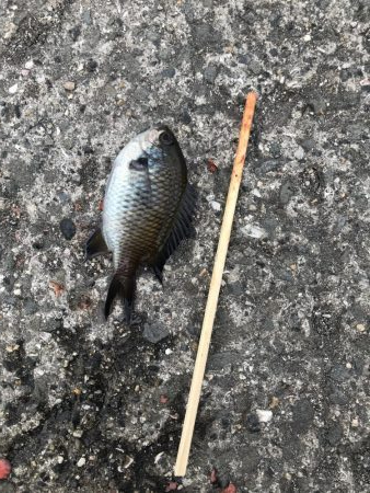 豆アジが到来。