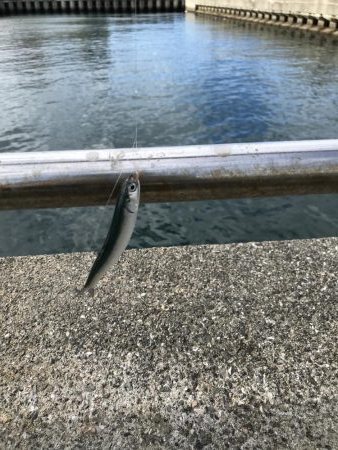 梅雨入りイワシ