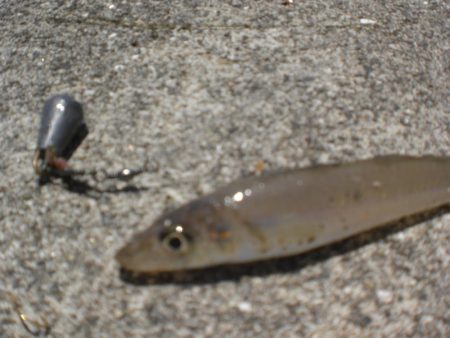 キスはいますか？