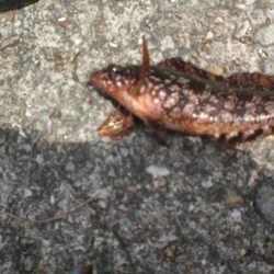 ちびガシラの日