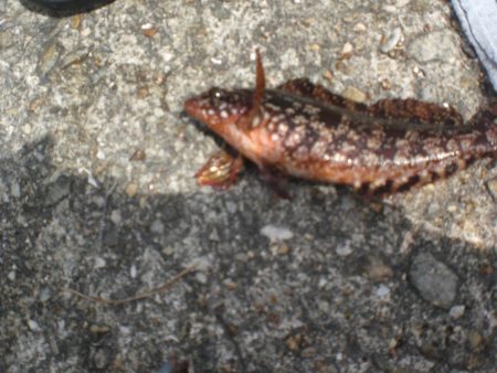 ちびガシラの日