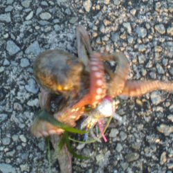 小さいがタコ居ったど！