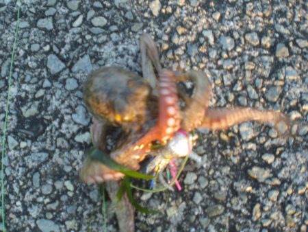 小さいがタコ居ったど！