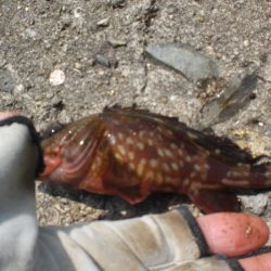 アオイソメでちょい投げ+オクトパッシング