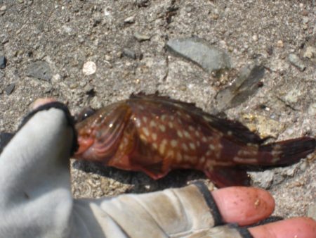 アオイソメでちょい投げ+オクトパッシング