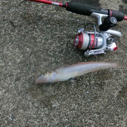 ルアーでキス釣り