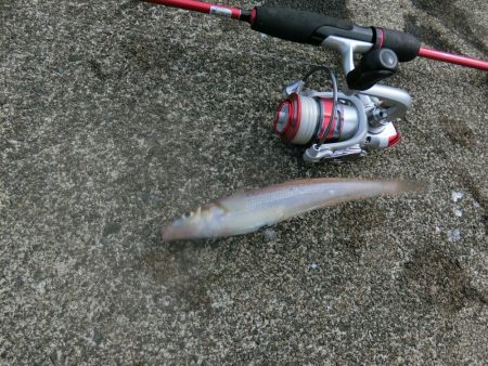 ルアーでキス釣り