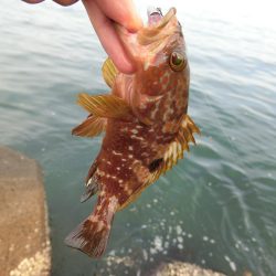 福井県でキジハタ・カサゴ・メバルを釣る！ルアーキャスティング＆スイミング穴釣りゲーム