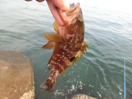 福井県でキジハタ・カサゴ・メバルを釣る！ルアーキャスティング＆スイミング穴釣りゲーム