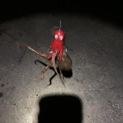 タコタコゲーム開幕