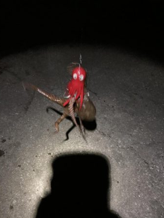 タコタコゲーム開幕