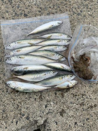 コロナ休み⇄釣り