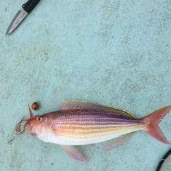 大里沖でタイラバ