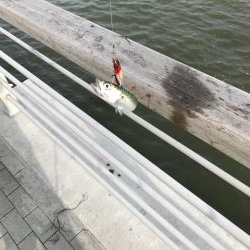 やっぱりさば祭り