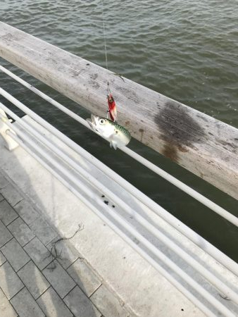 やっぱりさば祭り